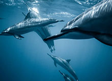 赛事服务-去你的篮球梦！文班大帽球迷，随后在其头上完成炸裂隔扣